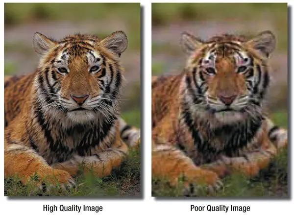 high quality vs low quality comparison uses an image of a tiger